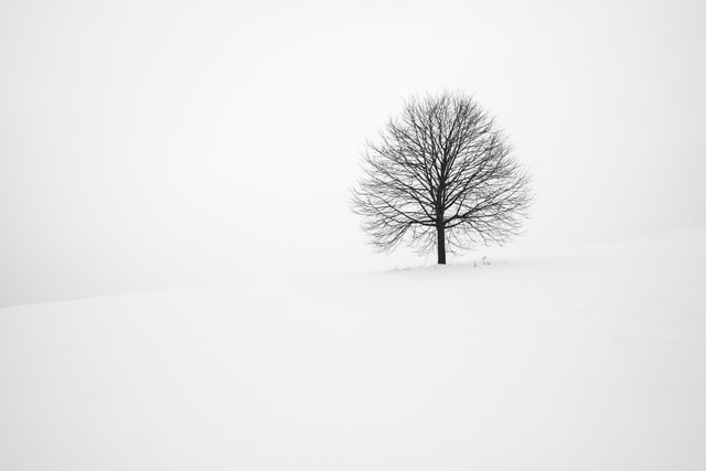 白い雪原の中に立つ木